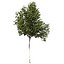 3dRender Pro-Viz Trees Vol. 02